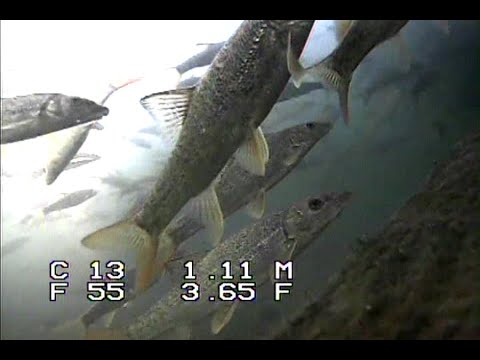 Видео: По Пруті зі спінінгом \ підводні зйомки