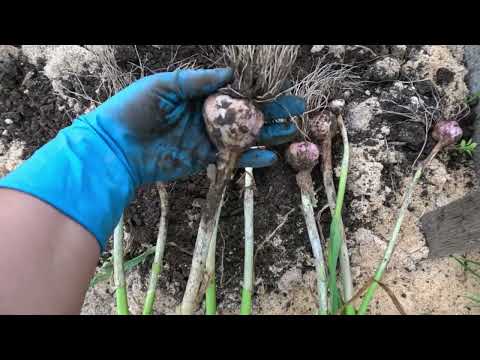 Видео: Десятилетний опыт выращивания чеснока под опилками