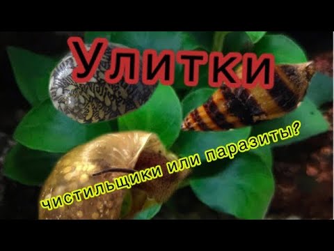Видео: Помощники или паразиты? Улитки в аквариуме. Чистильщики аквариума. Действительно эффективные?