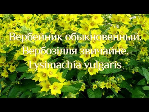 Видео: Вербозілля звичайне