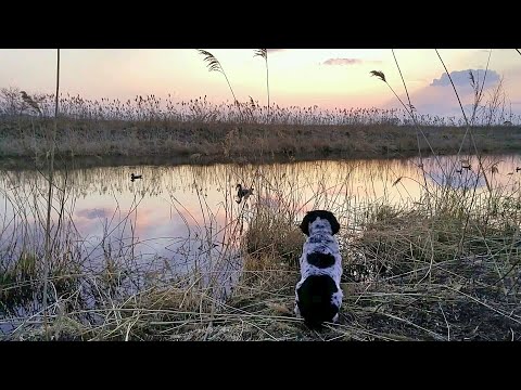 Видео: ОБЫКНОВЕННАЯ ОХОТА на озере ХАНКА весна 2016г.  Охота на уток с собакой Русский спаниель