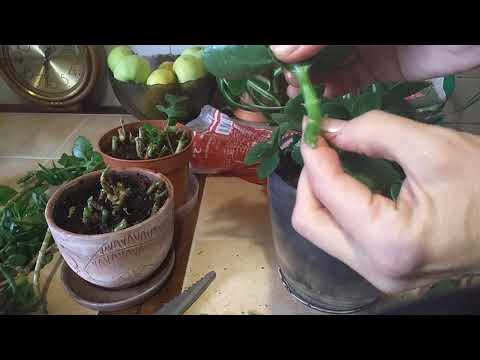 Видео: Шок и Ужас! Каланхоэ 2 года без ухода. Обрезка. Посадка. Черенкование каланхое.