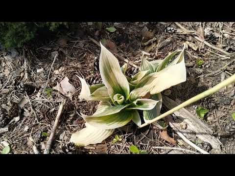 Видео: -7 мороза. Последствия заморозков в Тамбовской области.
