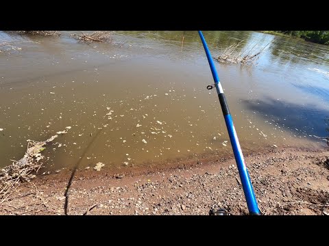 Видео: Рыбалка в проводку с берега на реке 2024