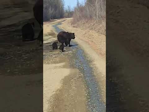 Видео: Медведица с тремя малышами 🐻