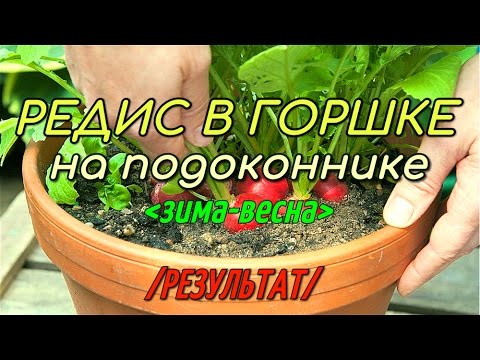 Видео: Редис в горшке, на подоконнике, зима-весна(РЕЗУЛЬТАТ).