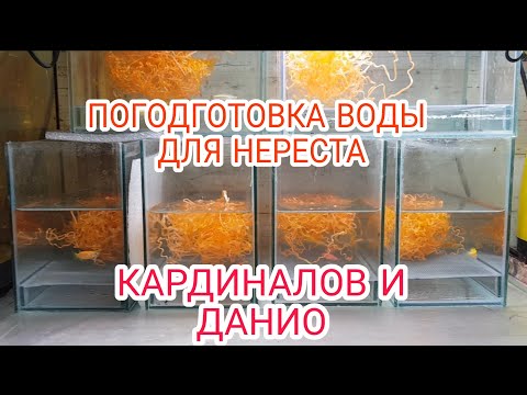 Видео: ПОДГОТОВКА НЕРЕСТОВОЙ ВОДЫ ДЛЯ ДАНИО И КАРДИНАЛОВ.