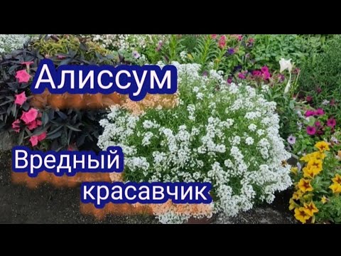 Видео: Алиссум вегетативный.  Уход, борьба с 🐛, удобрения.