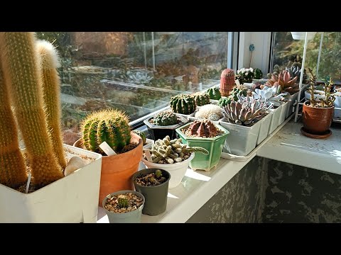 Видео: Новые кактусы из Китайской закупки  Обзор кактусов