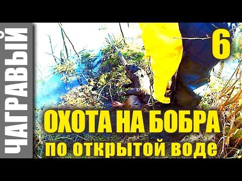 Видео: Охота на бобра по открытой воде 2 | Beaver hunting in open water 2