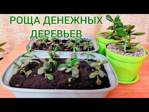 Видео: Денежное дерево. Роща денежных деревьев.