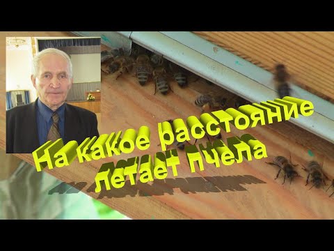 Видео: Профессор Кашковский: На какое расстояние летает пчела?