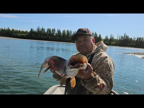 Видео: ОБЫЧНАЯ РЫБАЛКА КАК НА ИШИМЕ "ЗАБРОС -ПОКЛЁВКА" ТОЛЬКО В ЯКУТИИ!!!