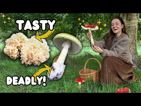 Видео: 25 осенних грибов, которые нужно знать (съедобные и ядовитые виды, которые стоит найти в этом сез...