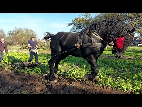 Видео: 🎬🖥PERCHERON 🔥ФАРАОН🔥 спогади про нелегку працю🚜🍂💪🖐