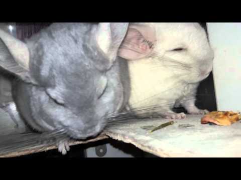 Видео: Ссаживание Шиншилл! 10 Методов Ссаживания и Мифы о Ссаживании,- Чего нельзя делать при Ссаживании!