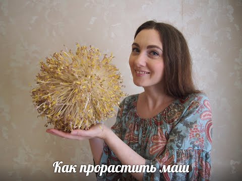 Видео: Легко и просто: Как прорастить маш (китайским способом)