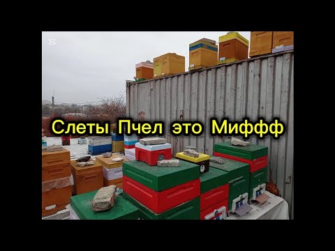 Видео: Слеты Пчел нету. Просто пчела гибнет от Варатоза