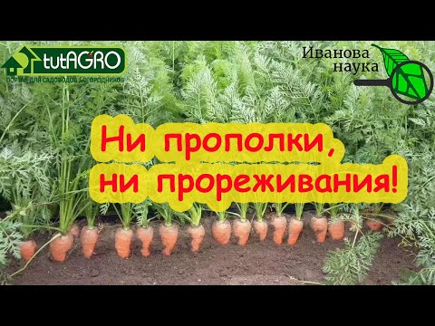 Видео: МОРКОВЬ ТАКАЯ ГЛАДКАЯ, РОВНАЯ, СОЧНАЯ и ВКУСНАЯ - не надо и КОНФЕТ! Хитрый посев БЕЗ ПРОРЕЖИВАНИЯ!