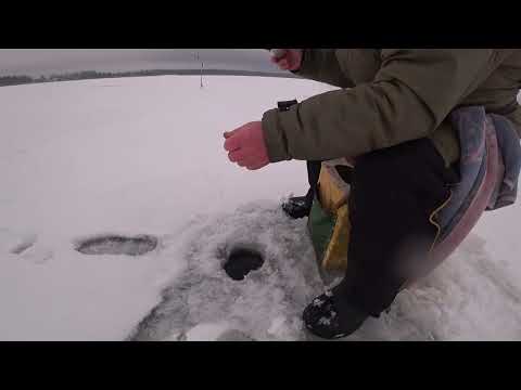 Видео: Где ловить окуня в глухозимье  Хороший клёв окуня