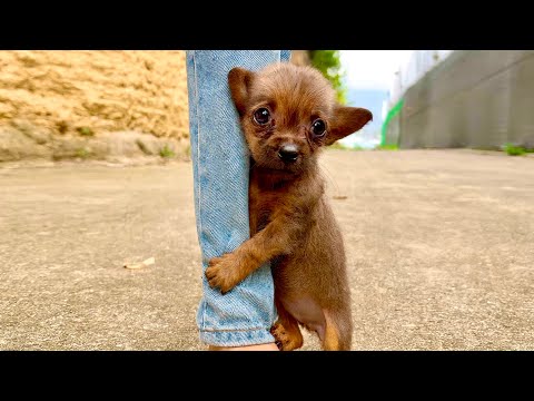 Видео: Я просто застыл! Этот щенок🐶 так крепко обнял меня и не отпускает…😭❤️