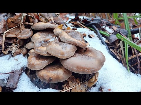 Видео: ЭТО БЕЗУМИЕ!!!! На дворе январь, Я СОБИРАЮ ГРИБЫ Сбор грибов 2025