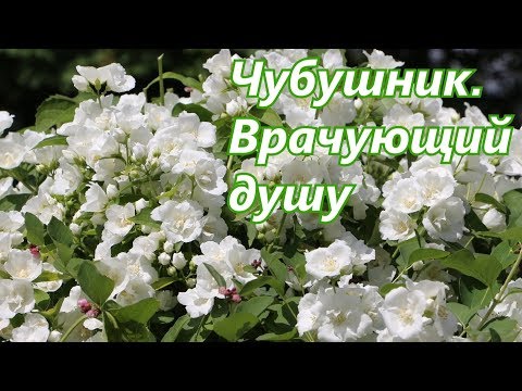 Видео: Чубушник.  Врачующий душу