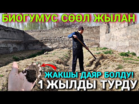Видео: БИОГУМУС 100 ПАЙЫЗ ДАЯР БОЛДУ!