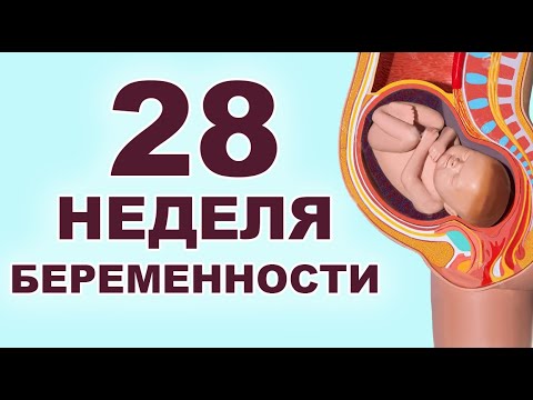 Видео: Что происходит и мамой и ребенком на 28 неделе беременности? 6 месяц беременности. Второй триместр.