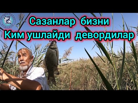 Видео: САЗАНЛАР УЗЛАРИ ИЛТИМОС КИЛЯПТИ.БИЗНИ КИМ ТУТАДИ?