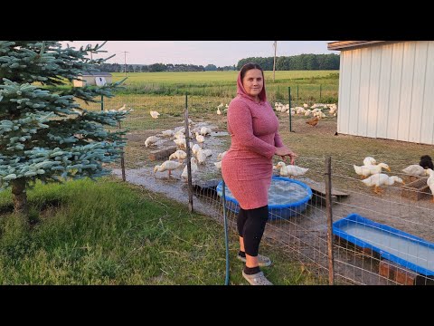 Видео: 100 УТЯТ МЕСЯЦ СПУСТЯ / СКОЛЬКО ЕДЯТ УТЯТА В ДЕНЬ