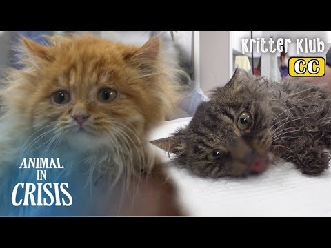 Видео: Девять красивых норвежских лесных кошек Отказ от животного в кризис Ep 359