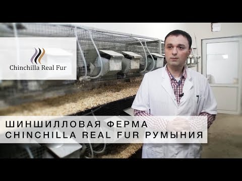 Видео: Chinchilla Real Fur | Шиншилловая Ферма | Румыния | Успешные Агропроэкты - СУБТИТРЫ