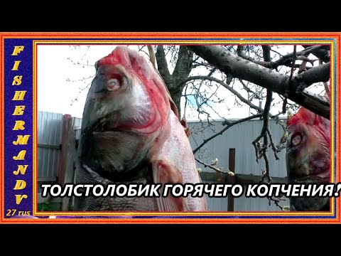 Видео: Крупный толстолобик, горячего копчения, рецепты из рыбы от fisherman dv  27 rus