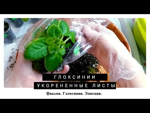 Видео: Глоксинии могут удивлять! Разбираем укорененные листы.