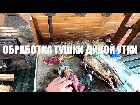 Видео: Интересный способ обработки  тушки дикой утки