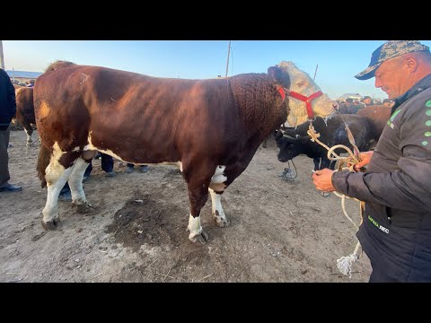 Видео: УРГАНЧ ГАЙБУ МОЛ БОЗОРИ 🦬🦬🦬ЕРТАЛАБГИ НАРХЛАРИ САВДОЛАР АВЖИДА БУГУН 02.11.2025