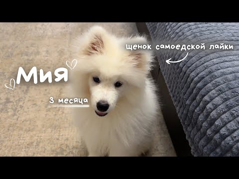 Видео: Моя Ми / Щенок самоедской лайки / начинаем заново