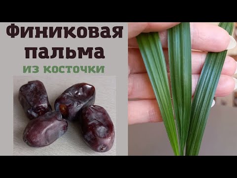 Видео: Финиковая пальма из косточки в домашних условиях. Без заморочек.