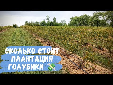 Видео: Сколько стоит плантация голубики