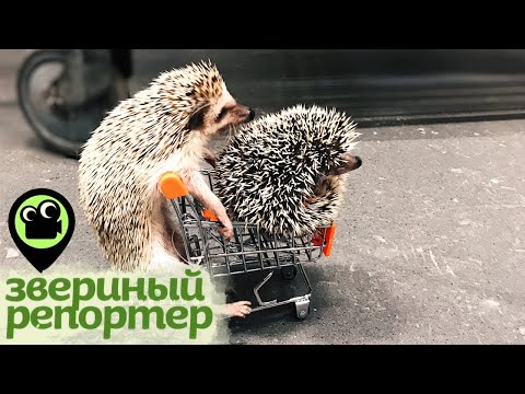 Видео: Звериный репортер. Самые смешные видео про животных. Охота на краба, проверка ежика на колючесть