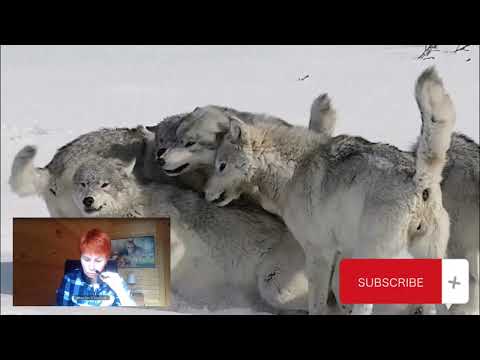 Видео: ВОЛКИ! 🐺 ЗАПИСЬ СТРИМА с "Чертогом Волка", ЦЕНТРОМ СПАСЕНИЯ ВОЛКОВ.