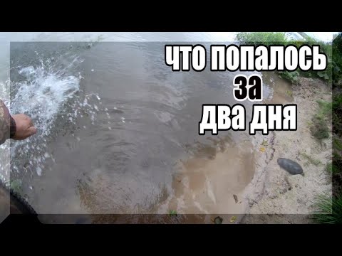Видео: Двое суток не проверял донки на живца. Что попалось? Ловля щуки на живца. Часть 3.