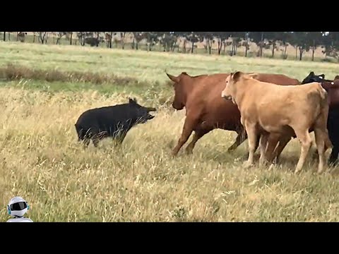 Видео: Дикий Кабан Напал на Коров / Безумные Случаи с Животными Снятые на Камеру