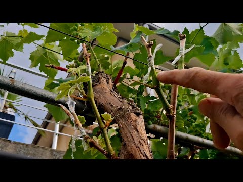 Видео: Поздняя прививка винограда летом (субтитры: RU)