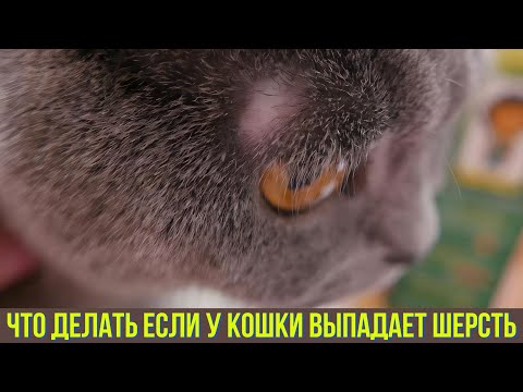 Видео: Что делать если у кошки выпадает шерсть