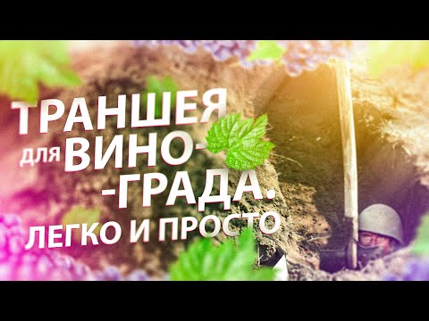 Видео: ТРАНШЕЯ ДЛЯ ВИНОГРАДА В СИБИРИ. ГЛУБИНА. ВЫСОТА. РАССТОЯНИЕ