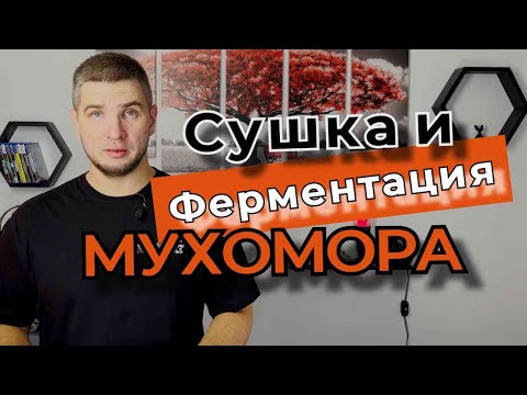 Видео: Ферментация и сушка мухомора