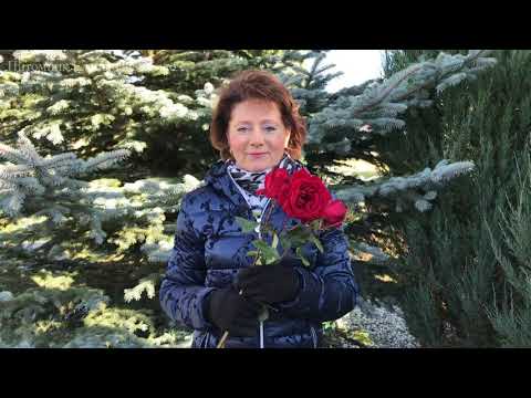 Видео: Укрытие Роз - легко и просто