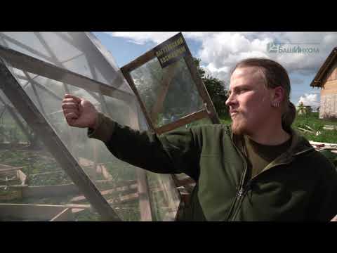 Видео: Купольная теплица